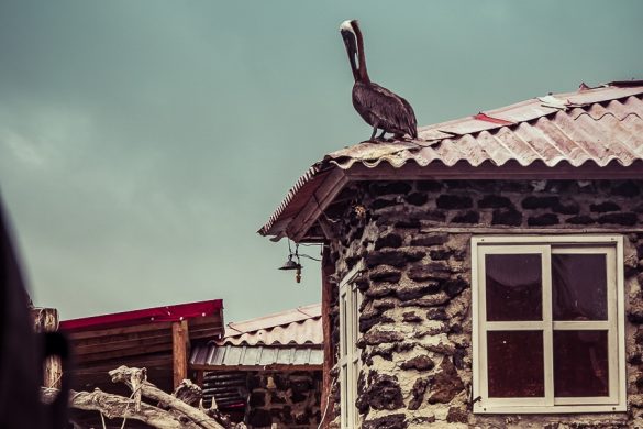 Ecuador Santa Cruz Galapagos Pelican Backpacking Backpacker Travel