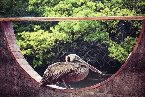 Ecuador Santa Cruz Galapagos Pelican Fishmarket Backpacking Backpacker Travel
