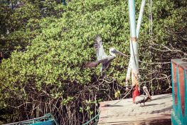 Ecuador Santa Cruz Galapagos Pelican Fishmarket Backpacking Backpacker Travel