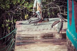 Ecuador Santa Cruz Galapagos Pelican Fishmarket Backpacking Backpacker Travel