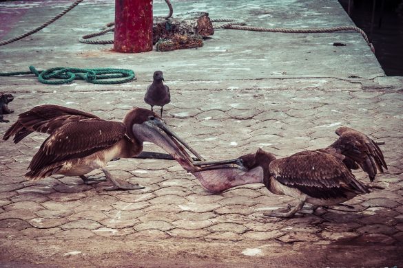 Ecuador Santa Cruz Galapagos Pelican Fishmarket Backpacking Backpacker Travel