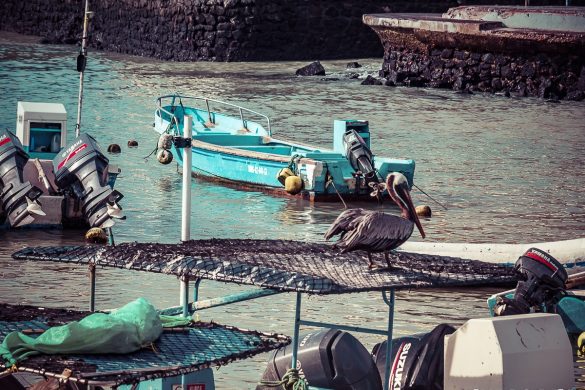 Ecuador Santa Cruz Galapagos Pelican Fishmarket Backpacking Backpacker Travel