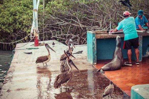 Ecuador Santa Cruz Galapagos Pelican Fishmarket Backpacking Backpacker Travel