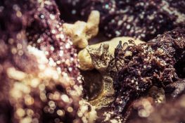Ecuador Santa Cruz Galapagos Playa Alemanes Crab Backpacking Backpacker Travel