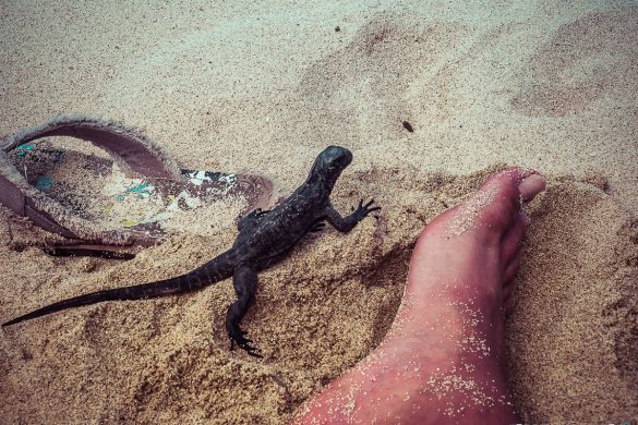 Ecuador Santa Cruz Galapagos Playa Alemanes Iguana Backpacking Backpacker Travel