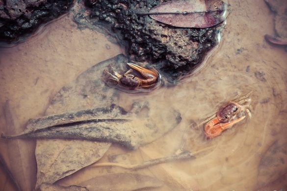 Ecuador Santa Cruz Galapagos Saline Crab Backpacking Backpacker Travel