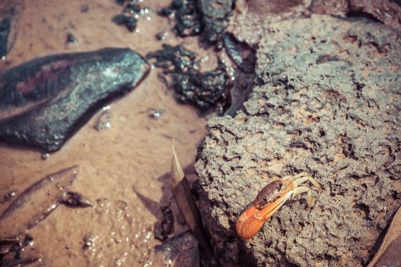 Ecuador Santa Cruz Galapagos Saline Crab Backpacking Backpacker Travel