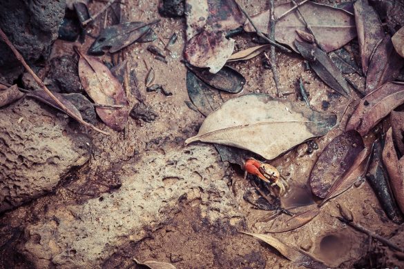 Ecuador Santa Cruz Galapagos Saline Crab Backpacking Backpacker Travel