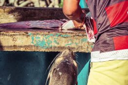 Ecuador Santa Cruz Galapagos Sealion Fishmarket Backpacking Backpacker Travel