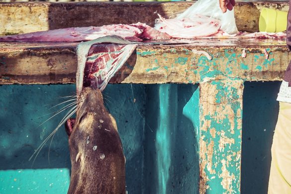 Ecuador Santa Cruz Galapagos Sealion Fishmarket Backpacking Backpacker Travel