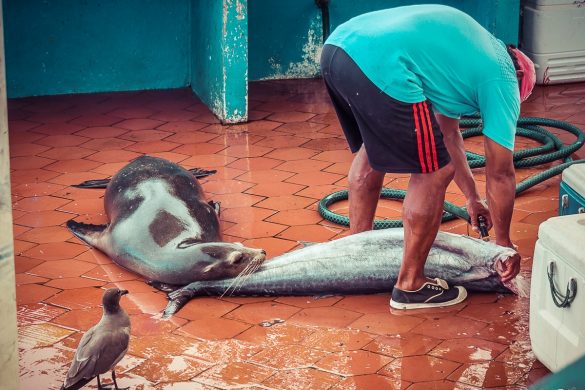 Ecuador Santa Cruz Galapagos Sealion Fishmarket Backpacking Backpacker Travel