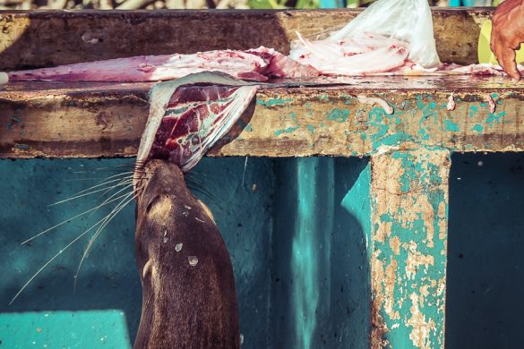 Ecuador Santa Cruz Galapagos Sealion Fishmarket Backpacking Backpacker Travel