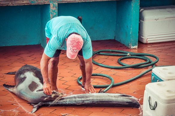 Ecuador Santa Cruz Galapagos Sealion Fishmarket Backpacking Backpacker Travel