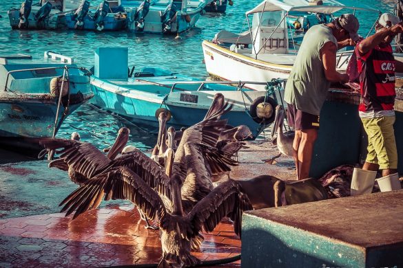 Ecuador Santa Cruz Galapagos Sealion Pelican Fishmarket Backpacking Backpacker Travel