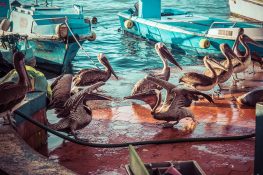 Ecuador Santa Cruz Galapagos Sealion Pelican Fishmarket Backpacking Backpacker Travel