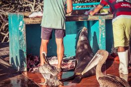 Ecuador Santa Cruz Galapagos Sealion Pelican Fishmarket Backpacking Backpacker Travel
