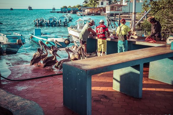 Ecuador Santa Cruz Galapagos Sealion Pelican Fishmarket Backpacking Backpacker Travel