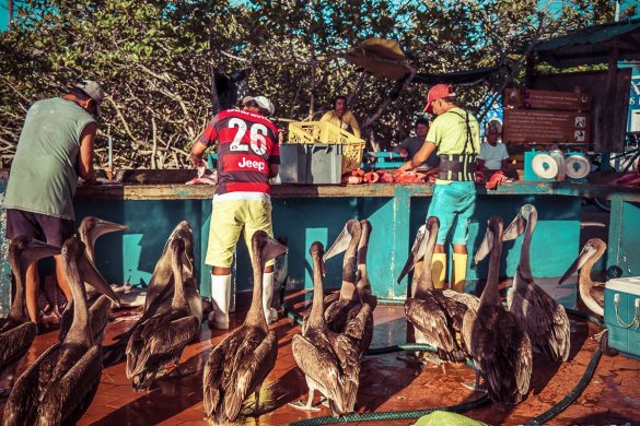 Ecuador Santa Cruz Galapagos Sealion Pelican Fishmarket Backpacking Backpacker Travel