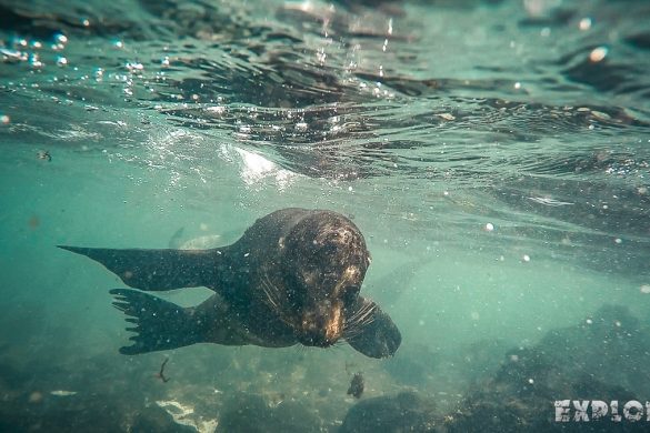 Ecuador Santa Cruz Galapagos Snorkeling Sealion Backpacking Backpacker Travel