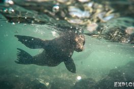 Ecuador Santa Cruz Galapagos Snorkeling Sealion Backpacking Backpacker Travel