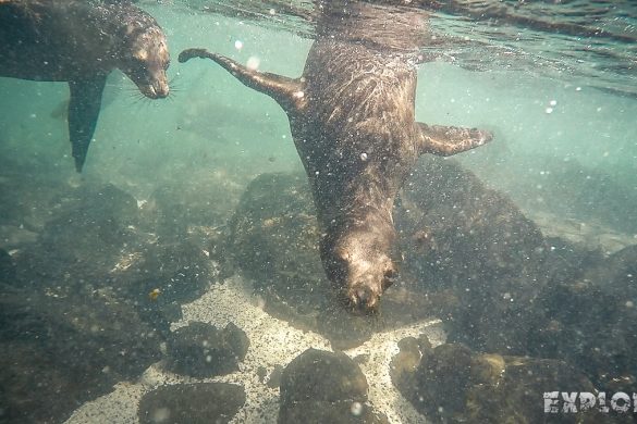 Ecuador Santa Cruz Galapagos Snorkeling Sealion Backpacking Backpacker Travel