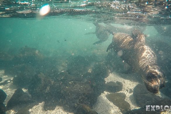 Ecuador Santa Cruz Galapagos Snorkeling Sealion Backpacking Backpacker Travel