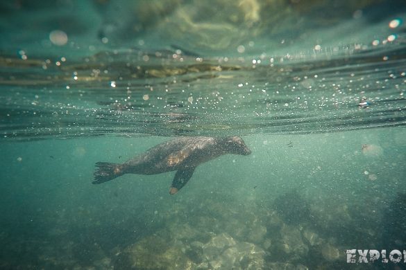 Ecuador Santa Cruz Galapagos Snorkeling Sealion Backpacking Backpacker Travel