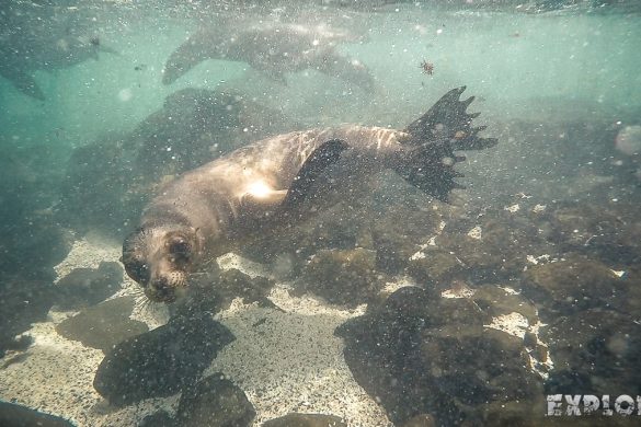 Ecuador Santa Cruz Galapagos Snorkeling Sealion Backpacking Backpacker Travel