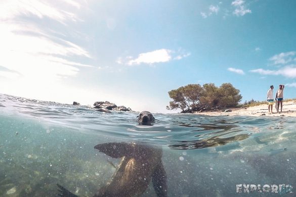 Ecuador Santa Cruz Galapagos Snorkeling Sealion Backpacking Backpacker Travel