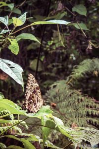 Ecuador Tena Jungle Butterfly backpacker backpacking travel