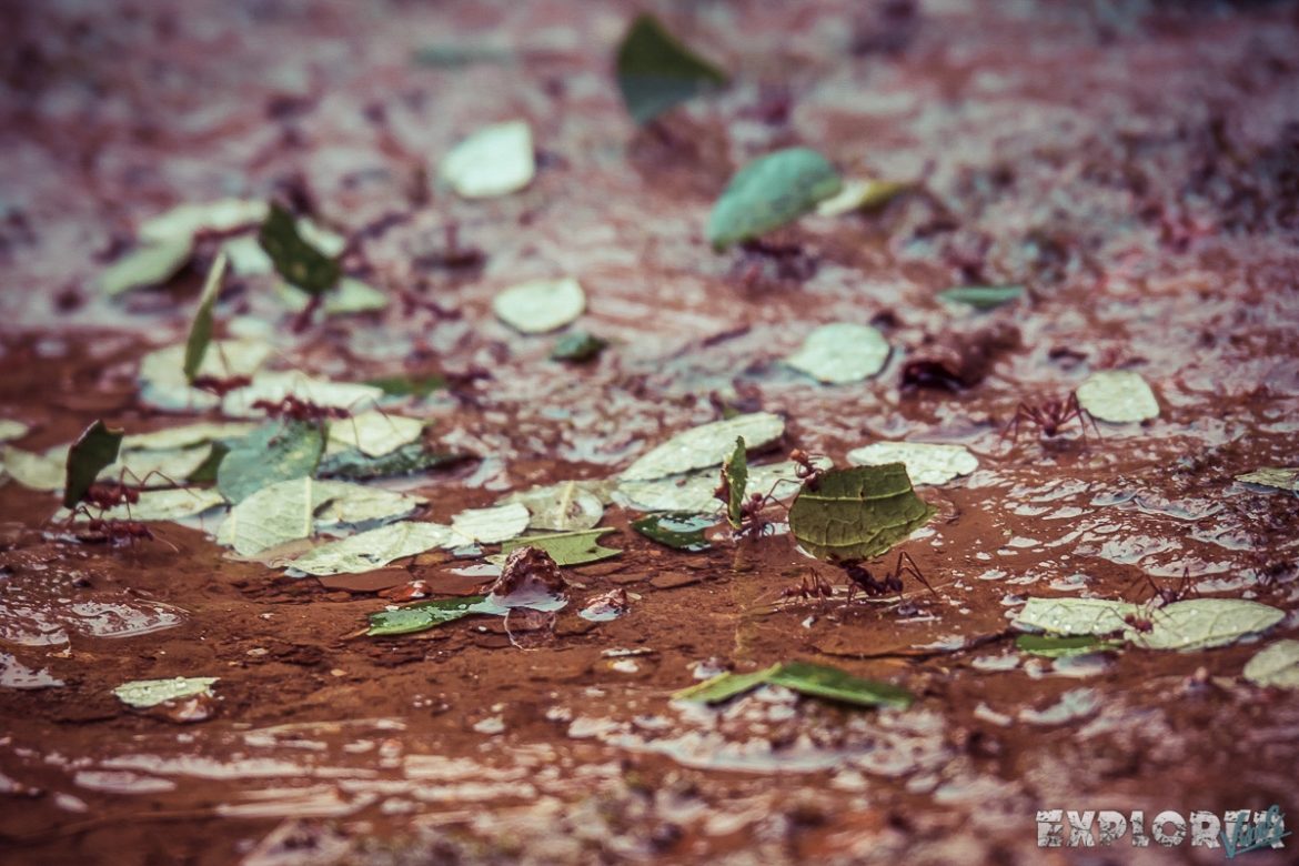 Ecuador Tena Jungle Leaf cutter ants backpacker backpacking travel