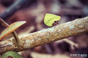 Ecuador Tena Jungle Leaf cutter ants backpacker backpacking travel