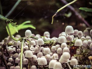 Ecuador Tena Jungle Mushrooms backpacker backpacking travel