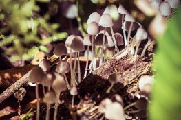 Ecuador Tena Jungle Mushrooms backpacker backpacking travel