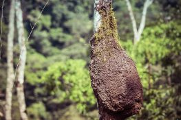 Ecuador Tena Jungle termites backpacker backpacking travel