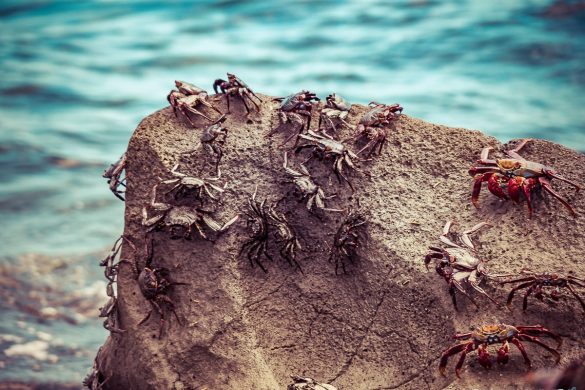 Galapagos San Cristobal Beach Crabs Backpacking Backpacker Travel