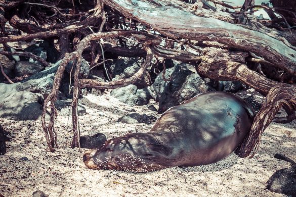 Galapagos San Cristobal Beach Sealion Backpacking Backpacker Travel