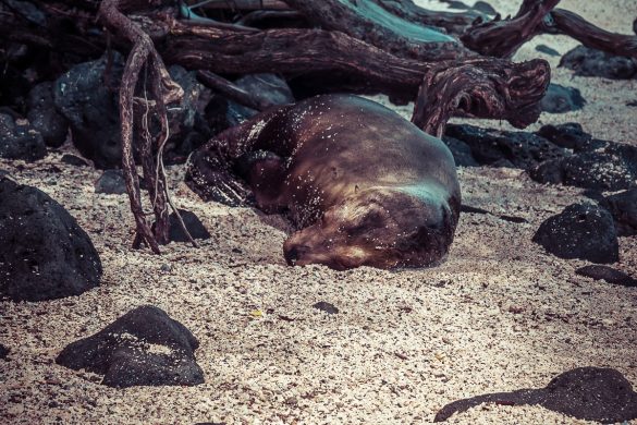 Galapagos San Cristobal Beach Sealion Backpacking Backpacker Travel