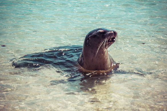 Galapagos San Cristobal Beach Sealion Backpacking Backpacker Travel