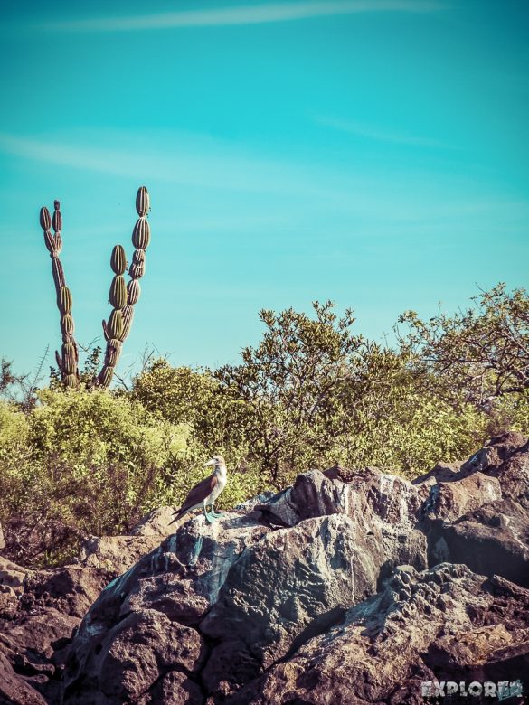 Galapagos San Cristobal Boobies Backpacking Backpacker Travel