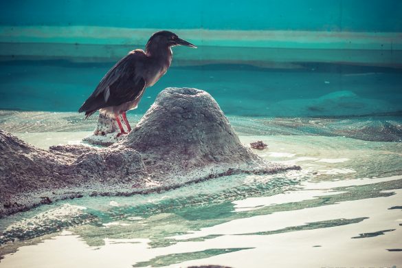 Galapagos San Cristobal Fountain Bird Backpacking Backpacker Travel