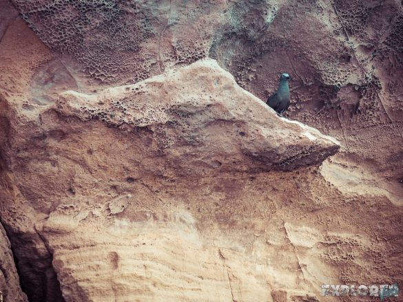 Galapagos San Cristobal Kicker Rock Bird Backpacking Backpacker Travel