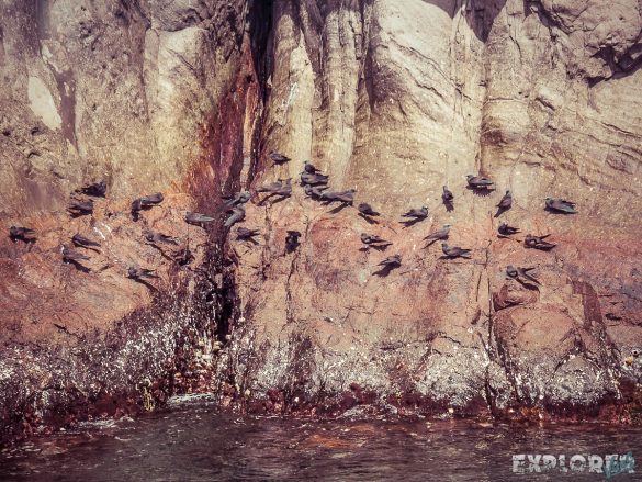 Galapagos San Cristobal Kicker Rock Birds Backpacking Backpacker Travel