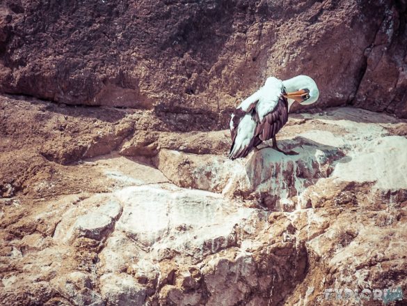 Galapagos San Cristobal Kicker Rock Boobies Backpacking Backpacker Travel