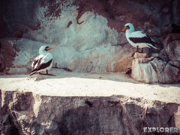 Galapagos San Cristobal Kicker Rock Boobies Backpacking Backpacker Travel