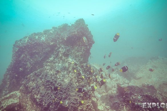 Galapagos San Cristobal Kicker Rock Scuba Diving Angelfish Backpacking Backpacker Travel