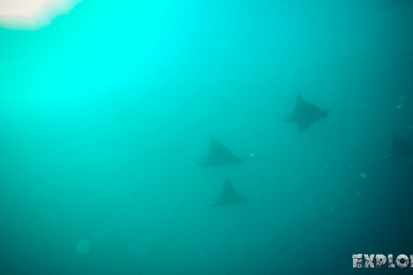 Galapagos San Cristobal Kicker Rock Scuba Diving Eagle Ray Backpacking Backpacker Travel