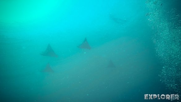 Galapagos San Cristobal Kicker Rock Scuba Diving Eagle Ray Backpacking Backpacker Travel