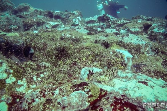 Galapagos San Cristobal Kicker Rock Scuba Diving Fish Backpacking Backpacker Travel
