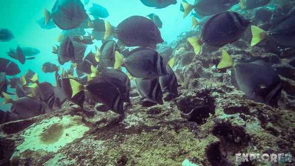 Galapagos San Cristobal Kicker Rock Scuba Diving Razor Surgeonfish Backpacking Backpacker Travel
